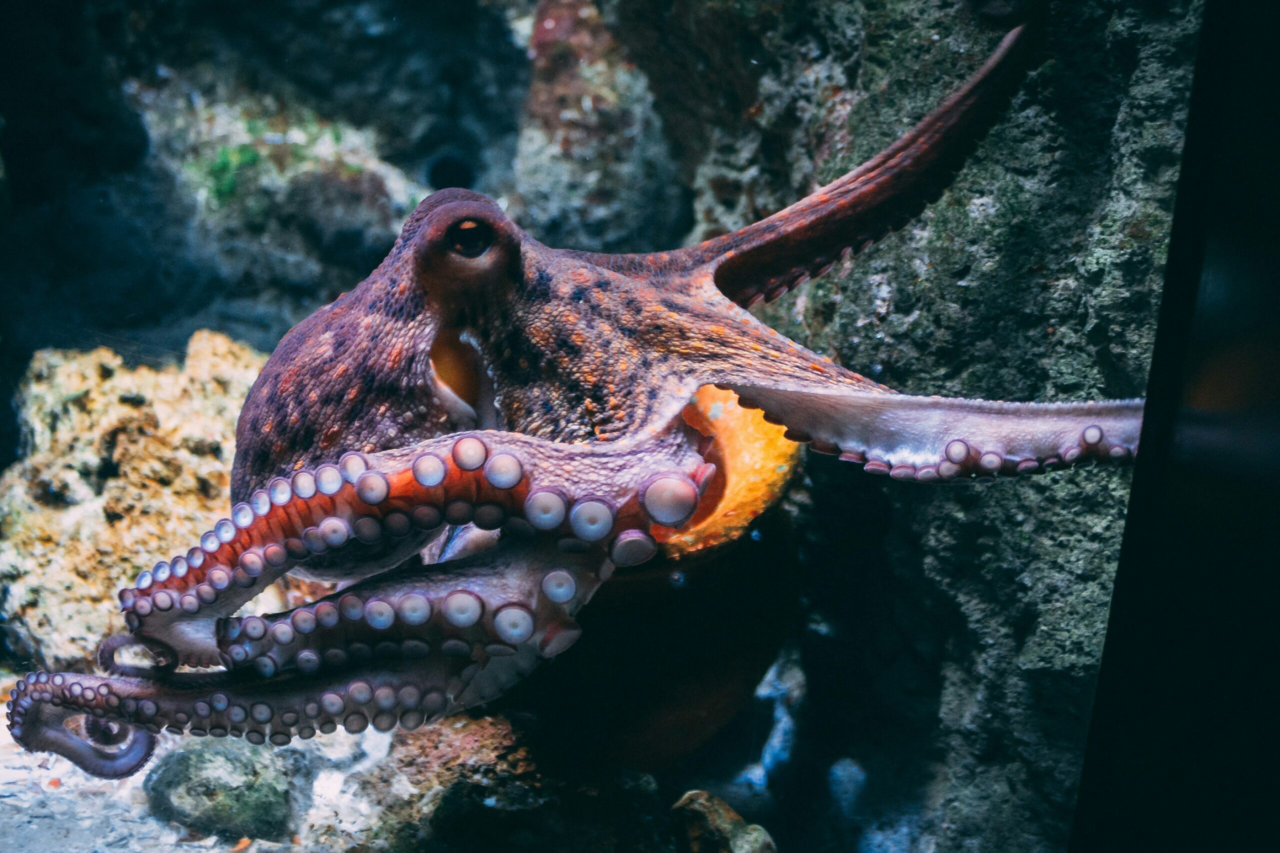 Coastal waters in Devon and Cornwall last year experienced a spectacular rise in common octopus numbers, delighting local fishers and marine enthusiasts. The rare surge reflects a shifting marine ecosystem, where these intelligent creatures are reclaiming their historic territory, bringing an unexpected boost to local biodiversity and ocean life.