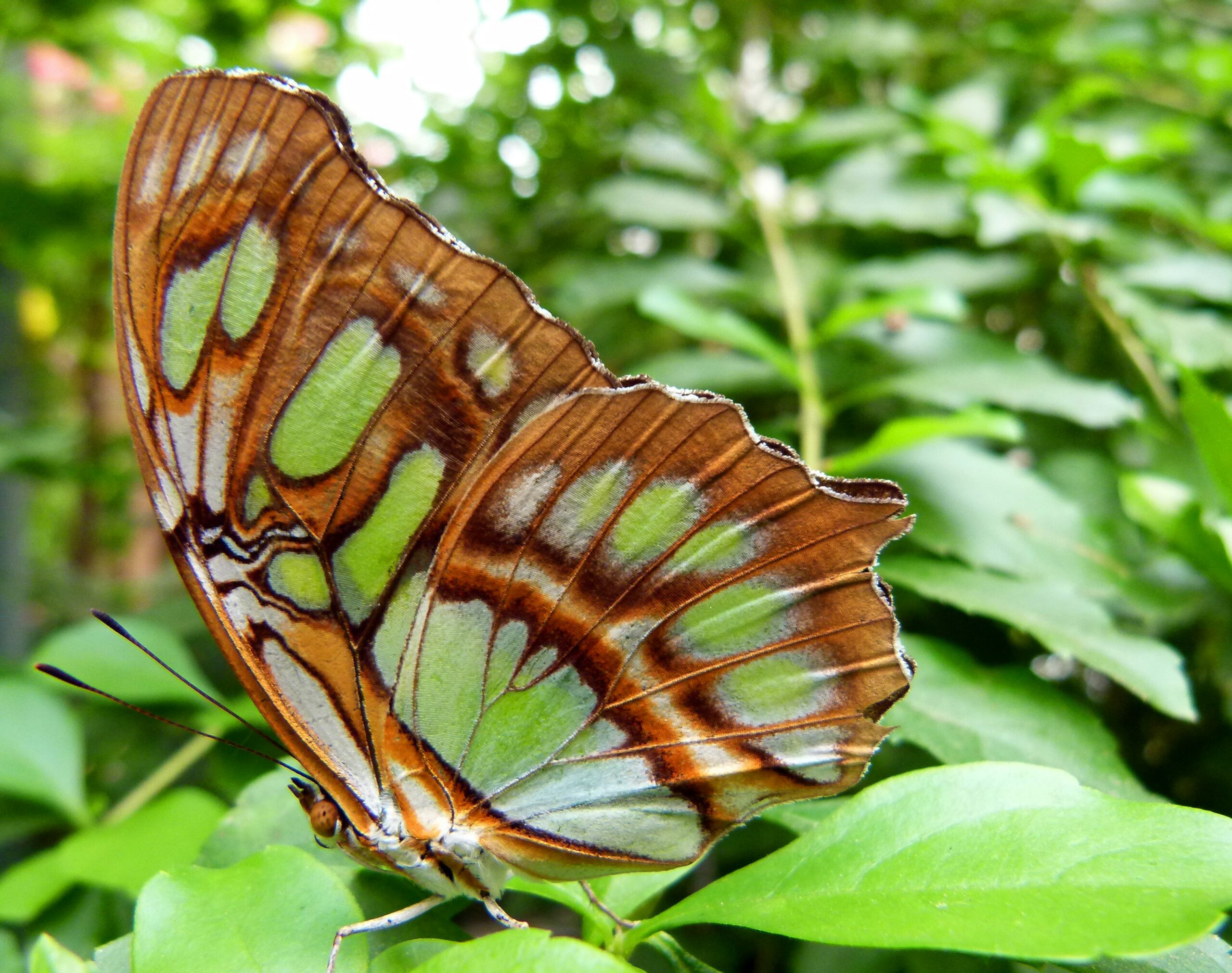 After conservationists successfully persuaded landowners not to cut back their blackthorn hedges each year to allow the rare brown hairstreak butterfly to lay its eggs, record numbers were found near Llandeilo this winter, showing a 50% increase from last year after decades of decline.