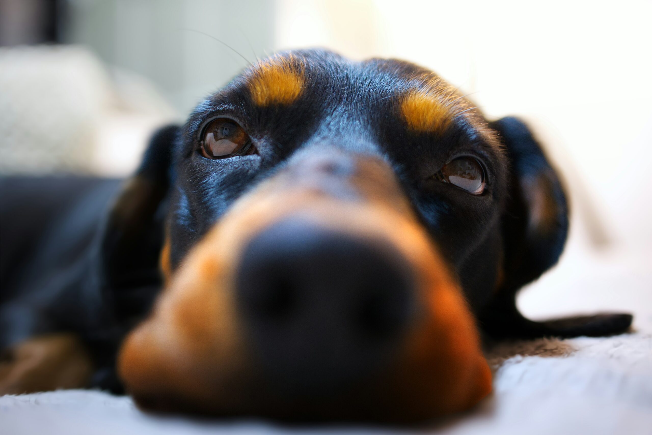 Researchers from the University of Adelaide have demonstrated a new way to use sniffer dogs to uncover illegal wildlife trafficking hidden in shipping containers. By pairing trained detection dogs with a portable air-sampling device that collects air from inside sealed containers, authorities can screen cargo without opening it, identifying scents from concealed wildlife products with almost 98 % accuracy.