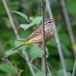Researchers in Japan have identified a hidden bird species, revealing that the Ijima's Leaf Warbler actually consists of two distinct groups. This breakthrough, powered by advanced DNA analysis, showcases how modern science protects biodiversity by ensuring every unique creature is recognized and supported within its own specific ecosystem.