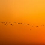 Over a million volunteers across 56 countries have mapped the sky’s invisible highways, revealing critical habitats for migratory birds. This massive citizen-led effort provides vital data to protect these aerial routes, ensuring that millions of winged travelers find safe havens throughout their global journeys.