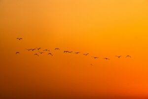 Over a million volunteers across 56 countries have mapped the sky’s invisible highways, revealing critical habitats for migratory birds. This massive citizen-led effort provides vital data to protect these aerial routes, ensuring that millions of winged travelers find safe havens throughout their global journeys.