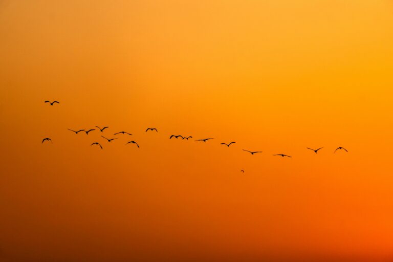 Over a million volunteers across 56 countries have mapped the sky’s invisible highways, revealing critical habitats for migratory birds. This massive citizen-led effort provides vital data to protect these aerial routes, ensuring that millions of winged travelers find safe havens throughout their global journeys.