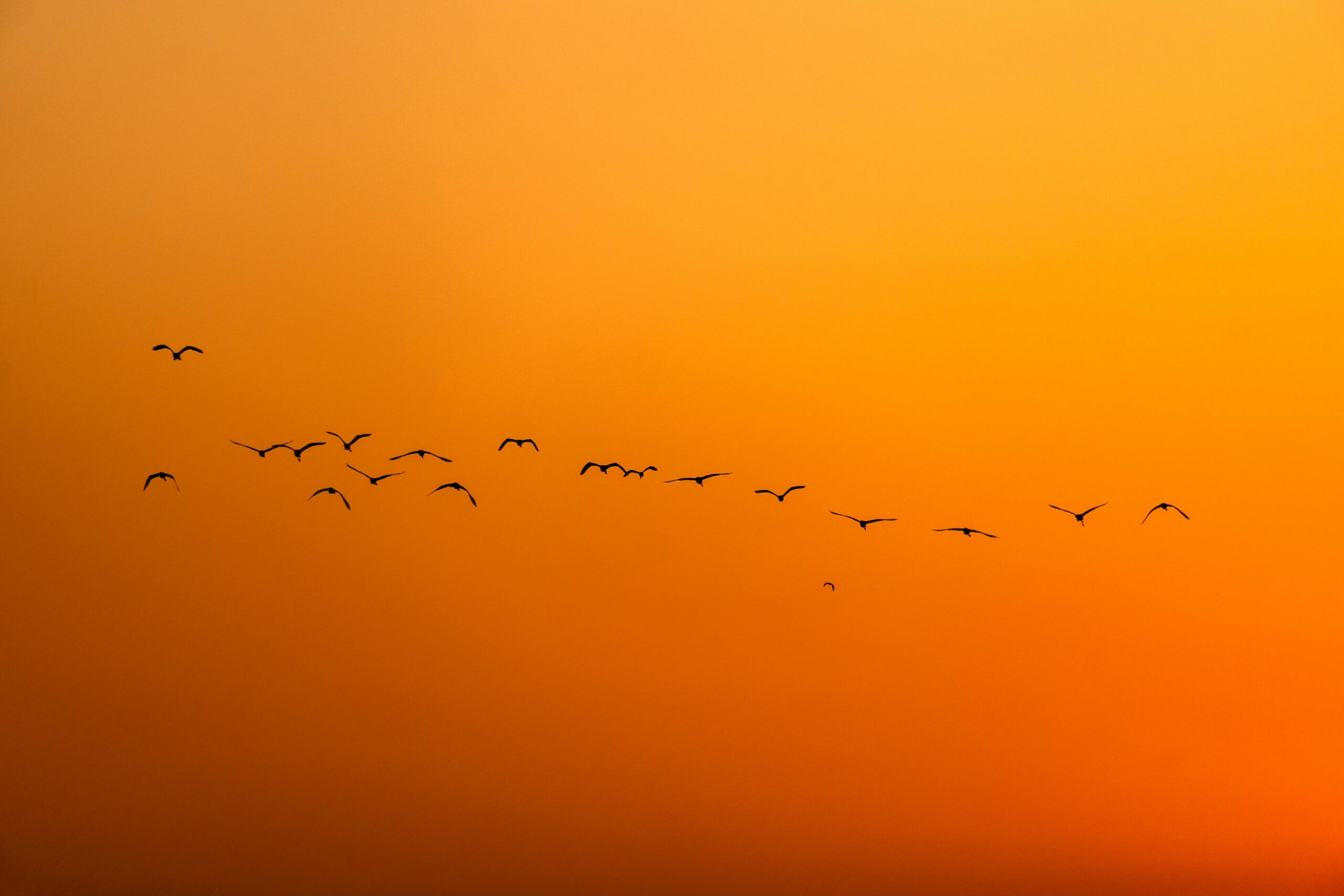 Over a million volunteers across 56 countries have mapped the sky’s invisible highways, revealing critical habitats for migratory birds. This massive citizen-led effort provides vital data to protect these aerial routes, ensuring that millions of winged travelers find safe havens throughout their global journeys.