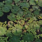 In Brazil’s Piracicaba River, researchers found antibiotic residues building up in fish, but also identified a natural solution. The common aquatic plant Salvinia auriculata reduced contamination and genetic damage, pointing to a low-cost, nature-based way to improve water quality where advanced treatment is not feasible.