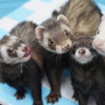 The shores of Rathlin Island in Northern Ireland are buzzing with life as the successful removal of the invasive feral ferrets secures a bright future for ground-nesting birds. This milestone in island conservation allows puffins and razorbills to raise their chicks safely, restoring the natural harmony of this coastal gem.