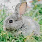 The Emmy Awards will introduce a fur-free red carpet from September, becoming the first major awards show to take this step. The rule applies to both Creative Arts and Primetime ceremonies, with guests informed in advance and asked to remove animal fur before entry, setting a clear new industry standard.