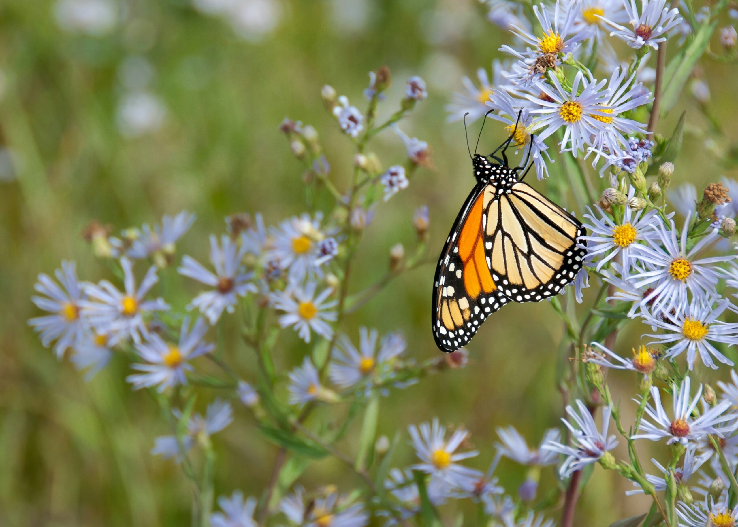Mexico's forests are glowing with orange wings as monarch butterfly populations increased by 35% this season. This vibrant recovery across the oyamel fir sanctuaries shows that dedicated local conservation and habitat protection are working beautifully, ensuring these iconic travelers continue their amazing journey.