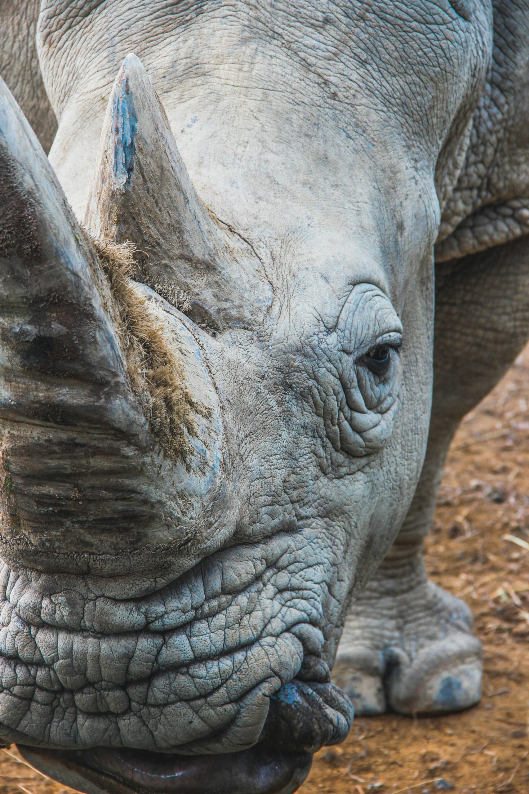 The majestic white rhino is roaming the grasslands of Kidepo Valley National Park once again, marking a historic victory for Ugandan wildlife conservation. Through a state-of-the-art sanctuary featuring solar water systems and advanced monitoring, these iconic giants now have a safe and thriving home to flourish.