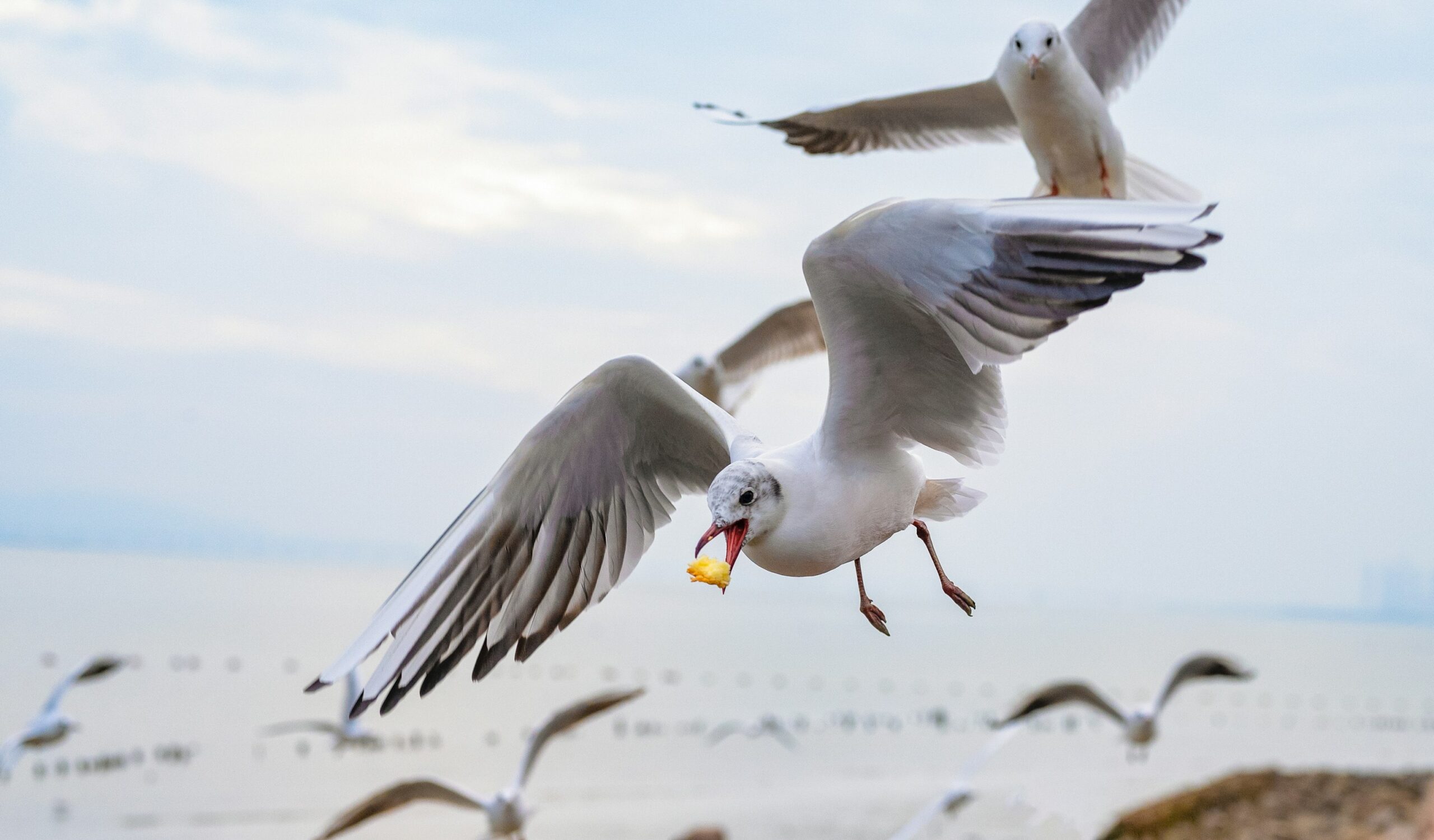 Innovative research shows that food containers featuring large printed eyes successfully deter seagulls from snatching meals, using their own instincts to keep our snacks safe. Eye-like markings have been used before to exclude birds from certain areas, such as keeping seabirds out of fishing nets and raptors out of airports.