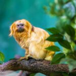 A new initiative is supporting the recovery of endangered golden-headed lion tamarins by combining veterinary treatment in a rehabilitation center, habitat restoration, and long-term monitoring, strengthening conservation efforts for a species found only in Brazil’s Atlantic Forest, which is increasingly affected by human activity.