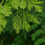 Brazilian researchers have shown that a saline extract from moringa seeds — a plant native to India and common across the tropics — removes microplastics from water as effectively as aluminum sulfate, the chemical widely used in treatment plants. In alkaline water, moringa performed even better, and the extract can be prepared at home, making it a viable solution for rural communities worldwide.