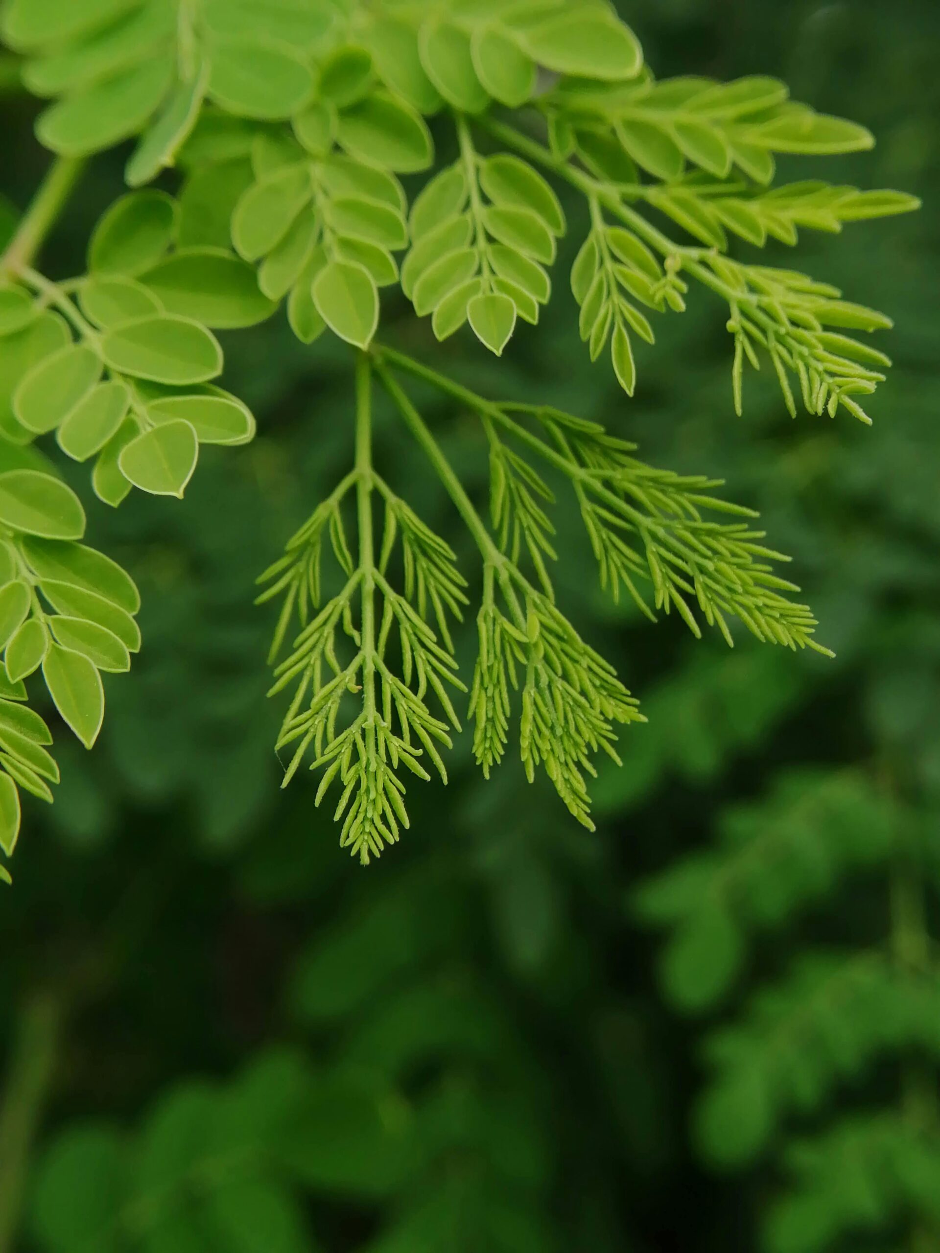 Brazilian researchers have shown that a saline extract from moringa seeds — a plant native to India and common across the tropics — removes microplastics from water as effectively as aluminum sulfate, the chemical widely used in treatment plants. In alkaline water, moringa performed even better, and the extract can be prepared at home, making it a viable solution for rural communities worldwide.
