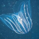 Scientists in China have successfully engineered over twenty plant species, including sunflowers and orchids, to emit a natural light. By integrating genes from fireflies and fungi, these bioluminescent wonders provide a sustainable alternative for urban lighting and design. This breakthrough creates a magical, electricity-free way to brighten our world.