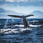 Off Dominica in the Caribbean, scientists studying nearly 4,000 sperm whale codas found the animals combine click patterns in ways strikingly similar to human speech. Their “vowel-like” sounds shift in tone and timing, creating rich structures that may carry meaning — a major step toward understanding one of Earth’s most social species.