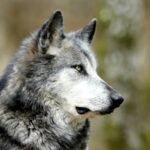 Gray wolf populations in Washington state, US, reached a new record in 2025, with at least 230 wolves across 43 packs. Wildlife officials also confirmed successful breeding pairs in more regions, showing the species is steadily reclaiming habitat. Conservation work with ranchers and tribal nations has helped support coexistence as recovery expands.