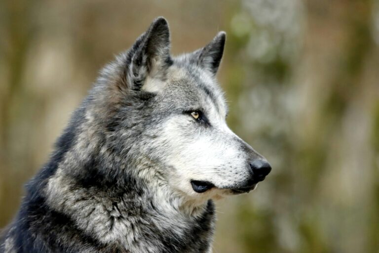 Gray wolf populations in Washington state, US, reached a new record in 2025, with at least 230 wolves across 43 packs. Wildlife officials also confirmed successful breeding pairs in more regions, showing the species is steadily reclaiming habitat. Conservation work with ranchers and tribal nations has helped support coexistence as recovery expands.