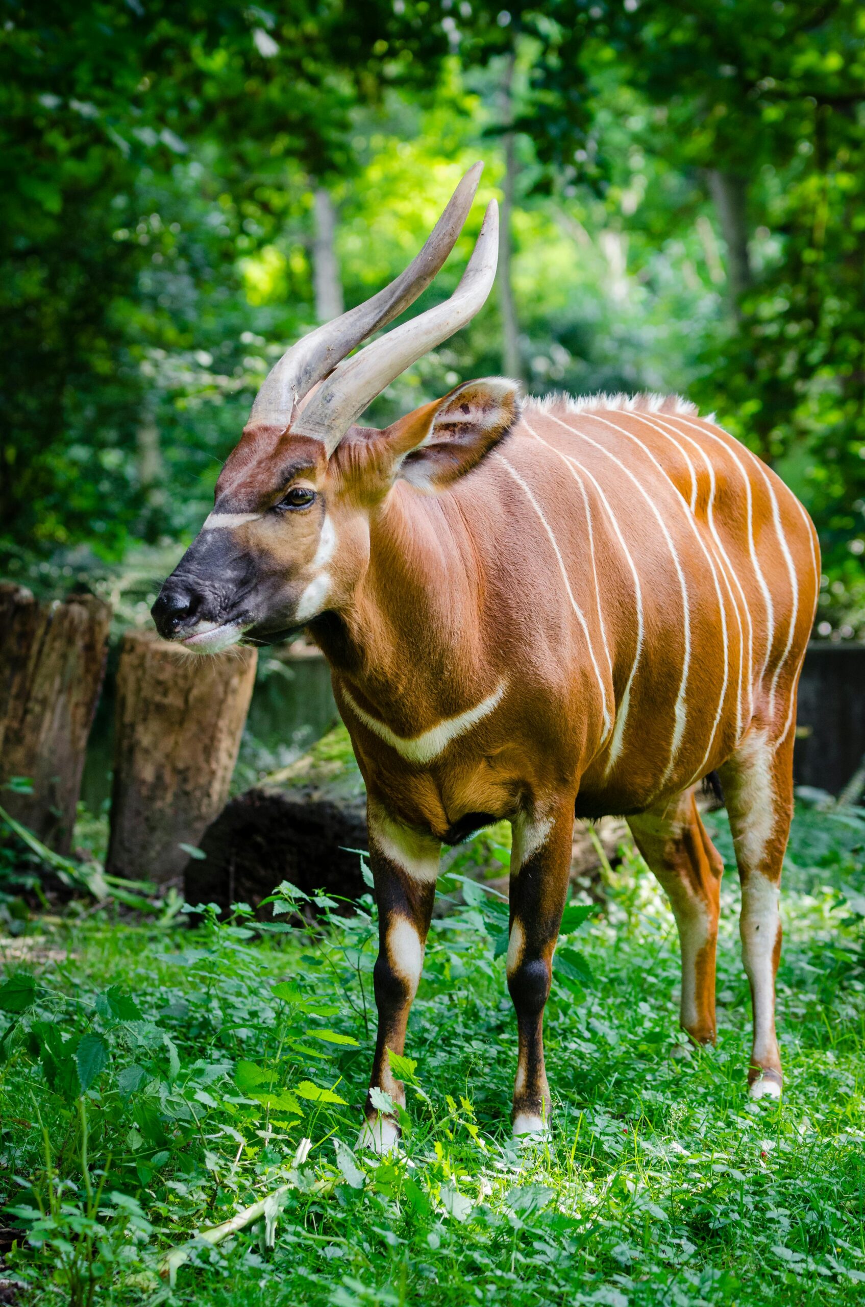 The mountain bongo, absent from Kenya's forests since 1994, is being reintroduced at the Mount Kenya Wildlife Conservancy in Nanyuki. The first 10 were released into the wild in 2022; the conservancy now holds 102, recently joined by four males from European zoos to diversify the gene pool. The target is 750 wild bongos by 2050.