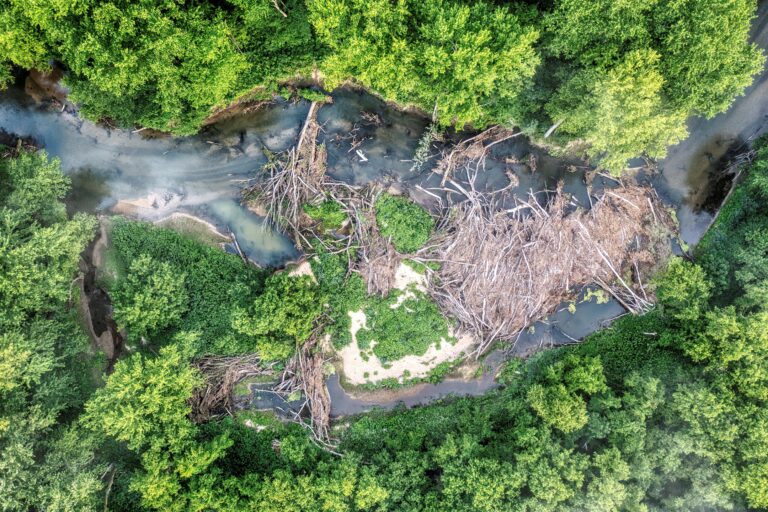 The largest study of its kind analyzed 111 peer-reviewed papers across the Amazon, Africa, Asia-Pacific, and Canada. Three-quarters found Indigenous lands equal or better than protected areas for forests, biodiversity, and carbon storage. In Brazil, native vegetation loss was 17 times lower on Indigenous lands than on similar unprotected areas.