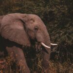 Europe’s first large-scale elephant sanctuary is opening in Portugal’s Alentejo region, where former circus and zoo elephants will live in wide natural habitats instead of enclosures. The first residents, Julie from Portugal and Kariba from Belgium, will roam, bathe and socialise across protected land designed entirely around animal welfare.