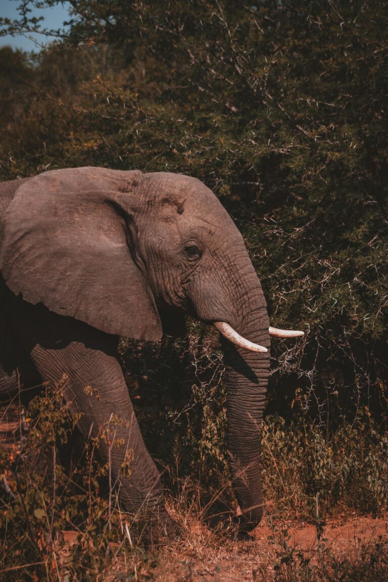 Europe’s first large-scale elephant sanctuary is opening in Portugal’s Alentejo region, where former circus and zoo elephants will live in wide natural habitats instead of enclosures. The first residents, Julie from Portugal and Kariba from Belgium, will roam, bathe and socialise across protected land designed entirely around animal welfare.