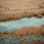 After years of drought worsened by upstream dams and climate change, winter rains have returned water to 85% of Iraq's Huwaizah Marshes — millennia-old Mesopotamian wetlands fed by the Tigris and Euphrates rivers. Fish, buffaloes, and migratory birds are back, and Iraq's Water Ministry reports the Tigris reservoirs are nearly full.