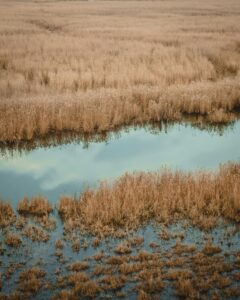 After years of drought worsened by upstream dams and climate change, winter rains have returned water to 85% of Iraq's Huwaizah Marshes — millennia-old Mesopotamian wetlands fed by the Tigris and Euphrates rivers. Fish, buffaloes, and migratory birds are back, and Iraq's Water Ministry reports the Tigris reservoirs are nearly full.
