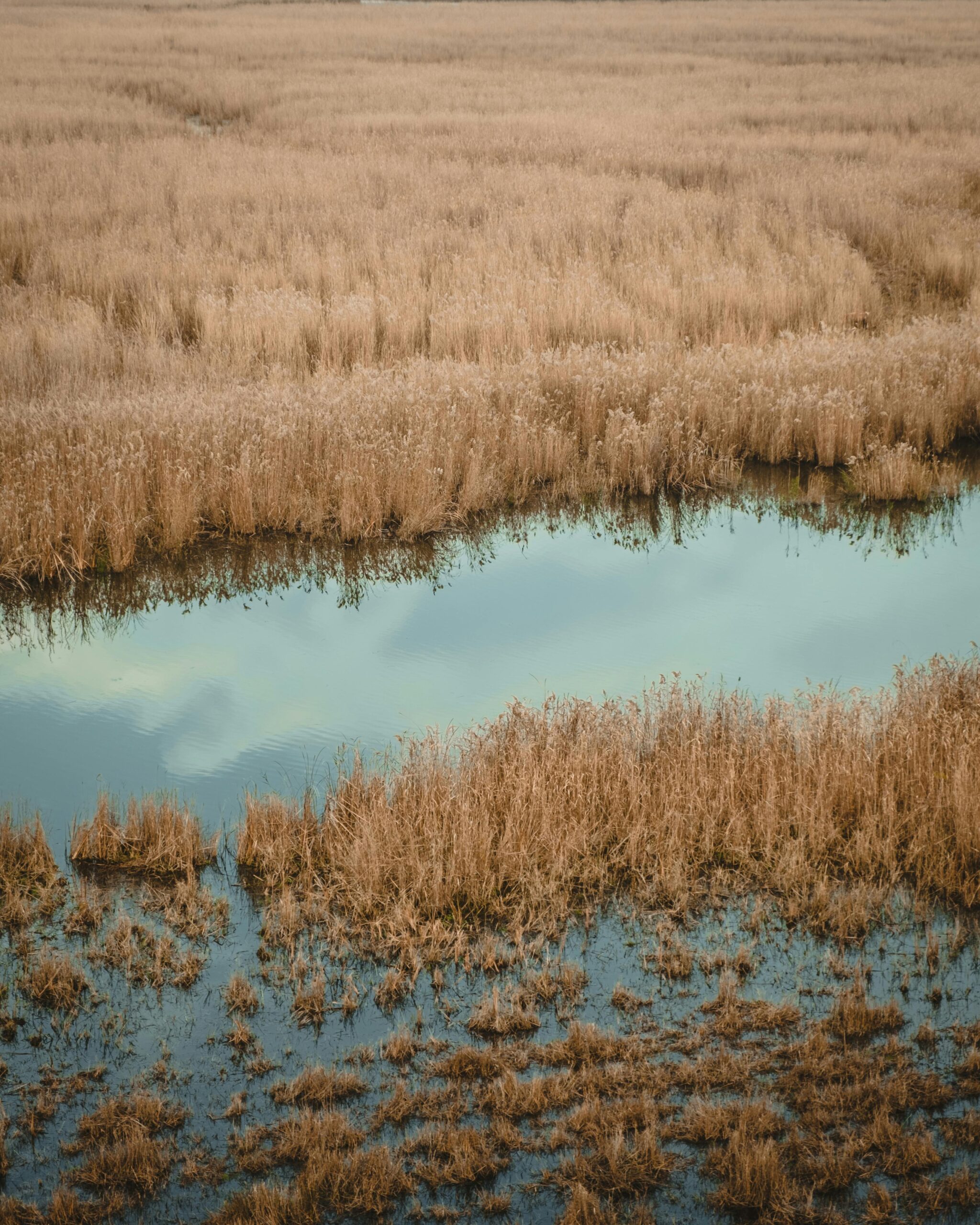 After years of drought worsened by upstream dams and climate change, winter rains have returned water to 85% of Iraq's Huwaizah Marshes — millennia-old Mesopotamian wetlands fed by the Tigris and Euphrates rivers. Fish, buffaloes, and migratory birds are back, and Iraq's Water Ministry reports the Tigris reservoirs are nearly full.