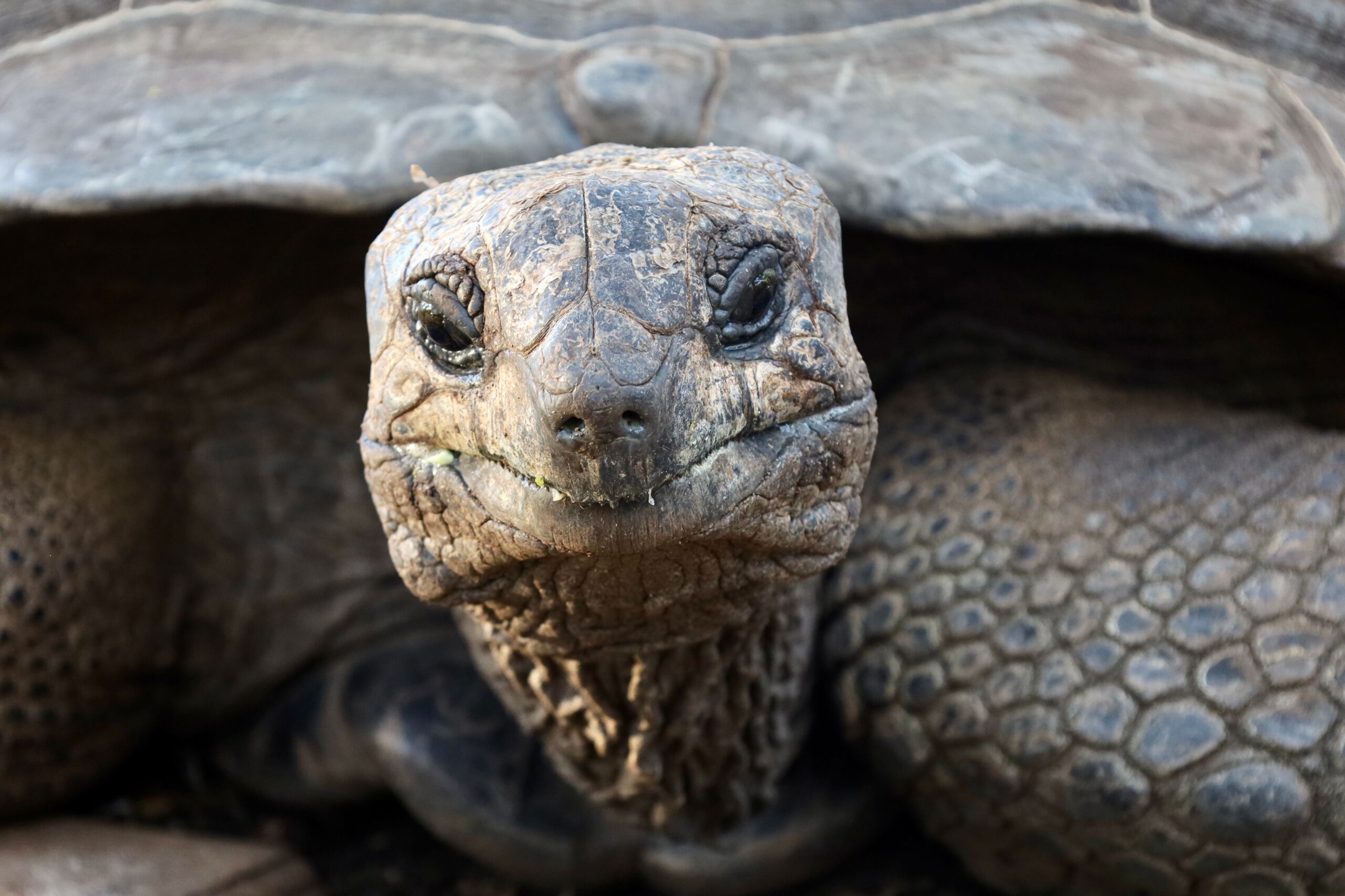 A five-year survey on Aldabra Atoll in Seychelles estimates almost 183,000 adult and sub-adult giant tortoises, the highest figure recorded for the species. Once below 1,000 and endangered after 19th-century exploitation, the population is now a conservation success story. The Aldabra Atoll is the only place in the world, apart from the Galápagos Islands, where the giant tortoises are found roaming free.