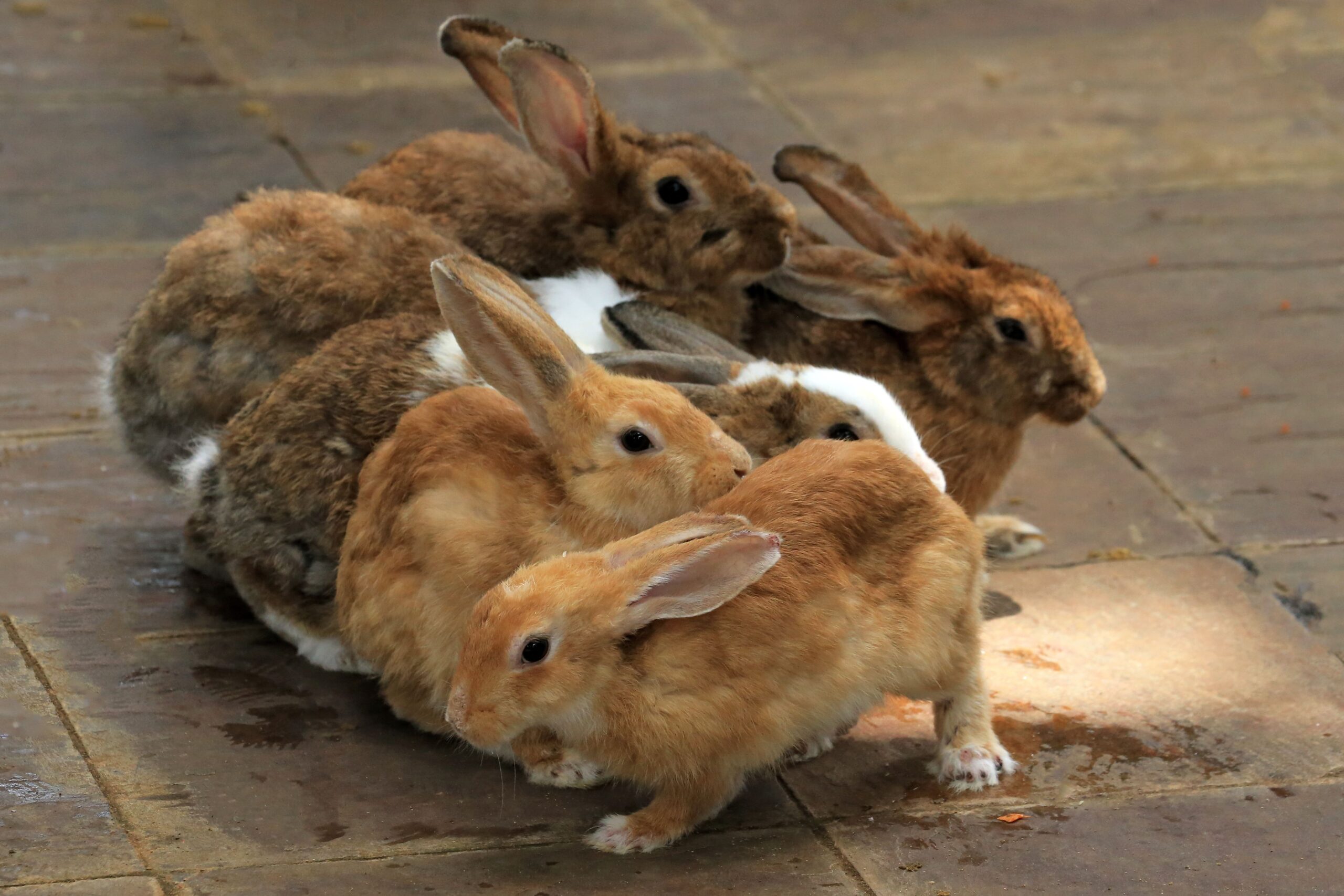 Switzerland’s parliament has passed a law banning the import and domestic trade of fur products made with cruel production methods. Animal welfare groups say the move turns an existing import restriction into a lasting legal standard and relies on independent certification, not industry-set criteria.