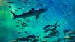 Innovative tech protects sharks from becoming bycatch