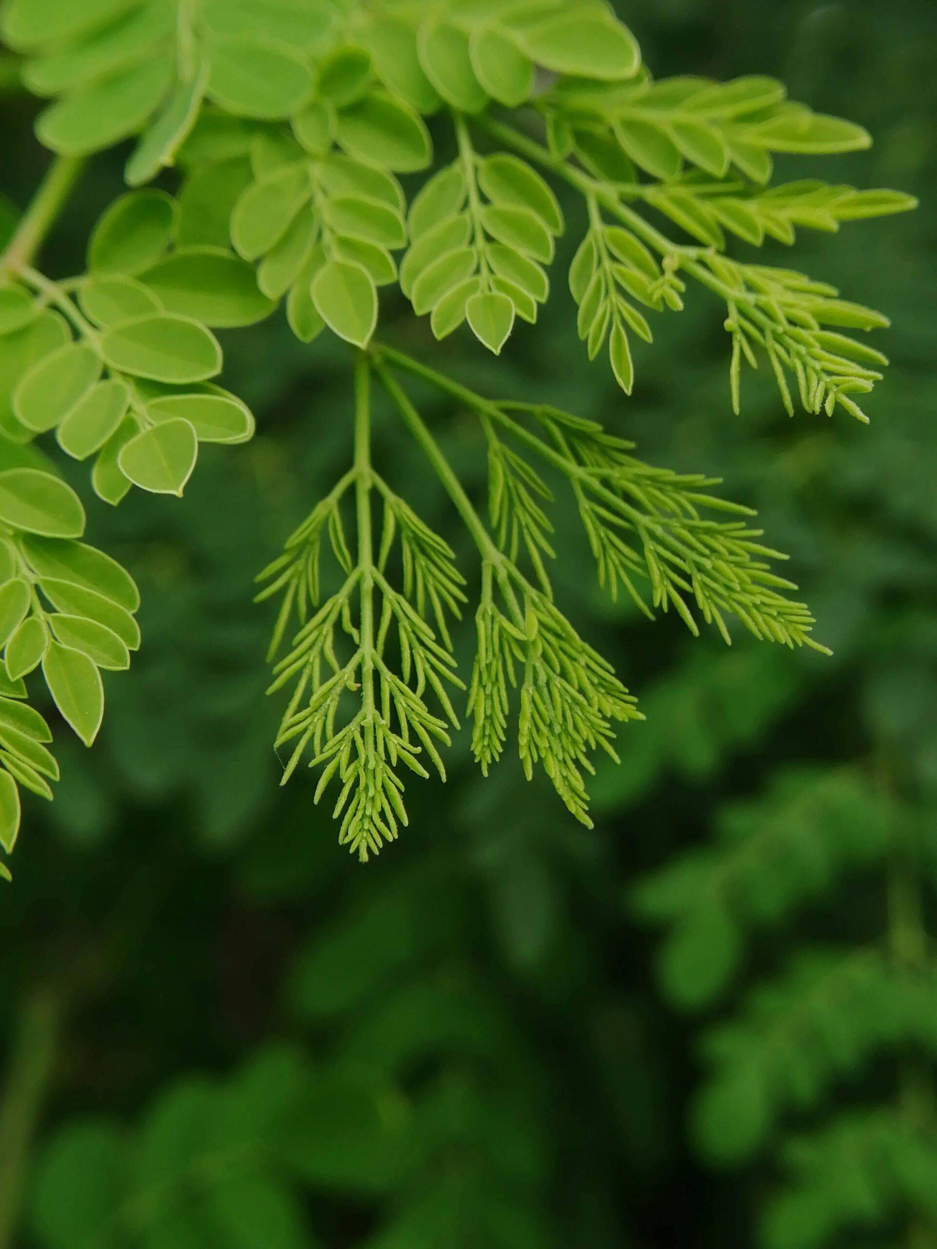 Brazilian researchers have shown that a saline extract from moringa seeds — a plant native to India and common across the tropics — removes microplastics from water as effectively as aluminum sulfate, the chemical widely used in treatment plants. In alkaline water, moringa performed even better, and
