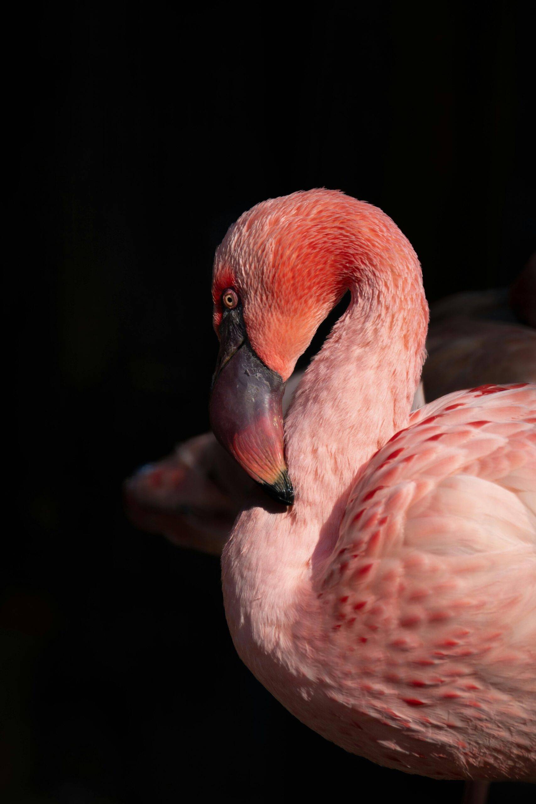 Hunted to local extinction for their plumes in the 1800s, Florida's wild flamingos vanished for nearly a hundred years — until Hurricane Idalia blew dozens in from Cuba and Mexico in 2023. Many stayed. In 2025, a record 125 flamingos were counted in Florida Bay, around 60 now permanent residents near