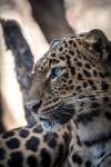 Cape leopards thrive in South Africa’s mountains after protection