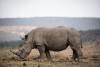 South Africa records significant drop in rhino poaching