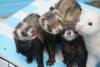 Rathlin Island celebrates successful feral ferret eradication