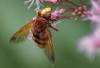 UK’s rare green hoverfly sightings reach new highs