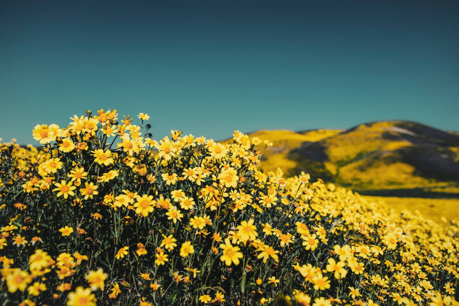 The perfect combination of gentle rain and warm sunshine has awakened a breathtaking display of wildflowers in California’s Death Valley. This rare superbloom, the most extensive in a decade, is painting the driest place on Earth with vibrant life. It is a stunning reminder of nature’s resilience and