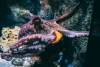 Octopus populations explode along south-west coast of UK