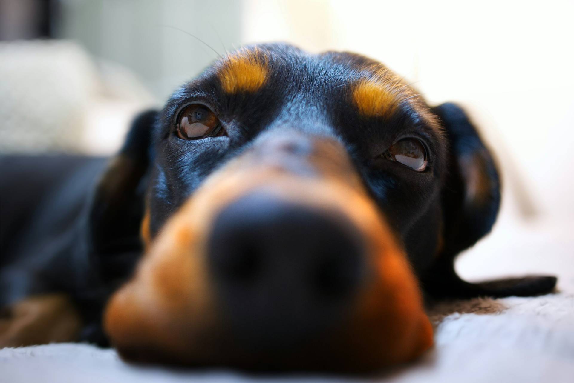 Researchers from the University of Adelaide have demonstrated a new way to use sniffer dogs to uncover illegal wildlife trafficking hidden in shipping containers. By pairing trained detection dogs with a portable air-sampling device that collects air from inside sealed containers, authorities can screen