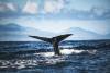 Whales work together to help mother giving birth