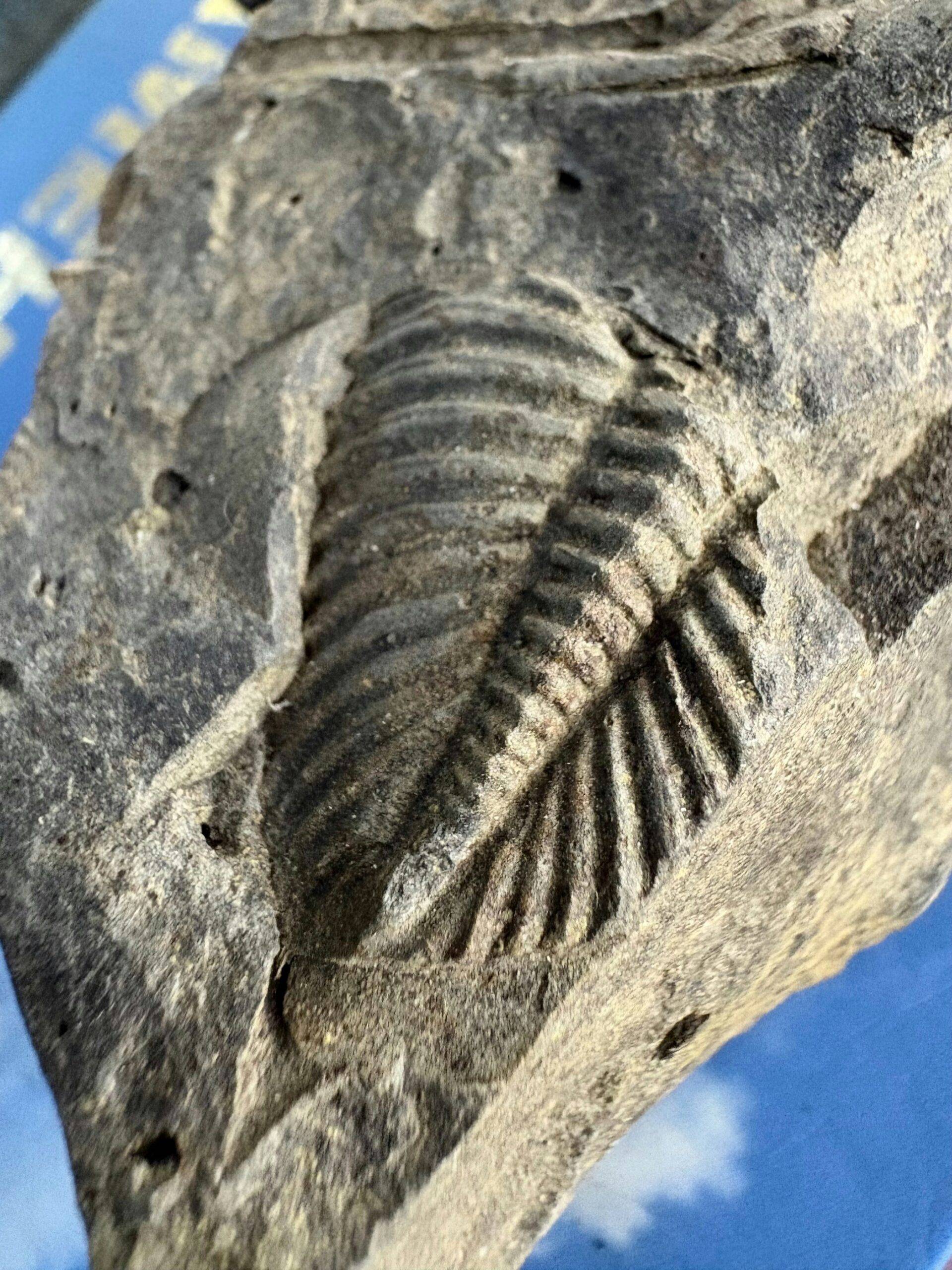A previously unknown species of ancient marine mollusc has been identified off the South Korean coast. Chitons have remained virtually unchanged for the last 300 million years and have a shell composed of eight interlocking plates that resemble suits of armor. The discovery once again highlights how