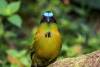 Birdsong and exercise become therapy in Colombia