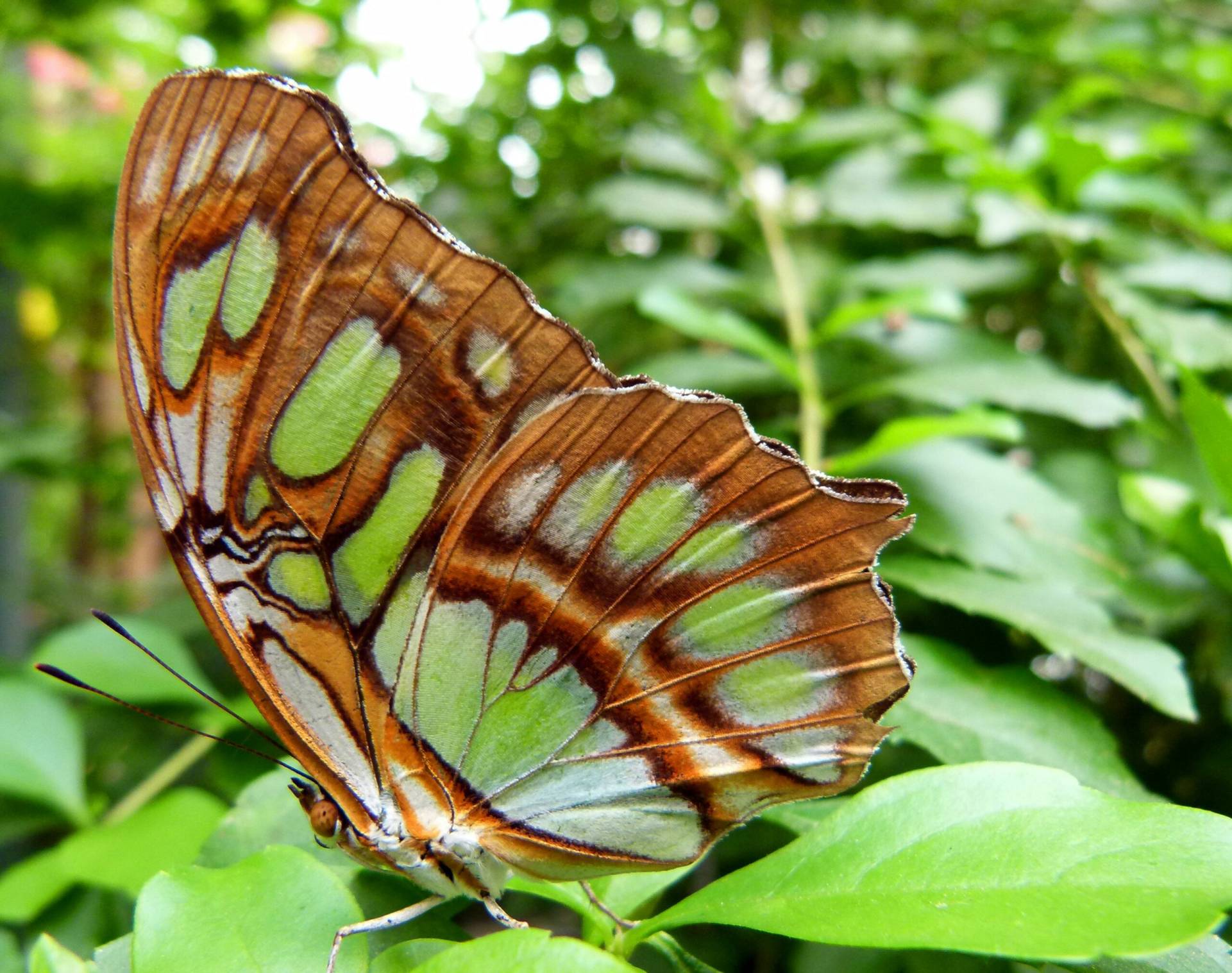 After conservationists successfully persuaded landowners not to cut back their blackthorn hedges each year to allow the rare brown hairstreak butterfly to lay its eggs, record numbers were found near Llandeilo this winter, showing a 50% increase from last year after decades of decline.