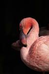 Florida celebrates return of wild flamingos after almost a century