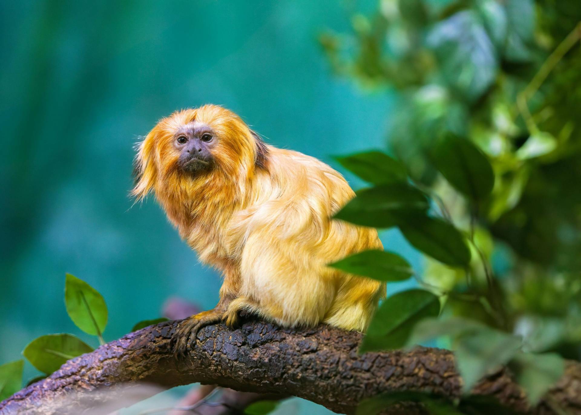 A new initiative is supporting the recovery of endangered golden-headed lion tamarins by combining veterinary treatment in a rehabilitation center, habitat restoration, and long-term monitoring, strengthening conservation efforts for a species found only in Brazil’s Atlantic Forest, which is increasingly