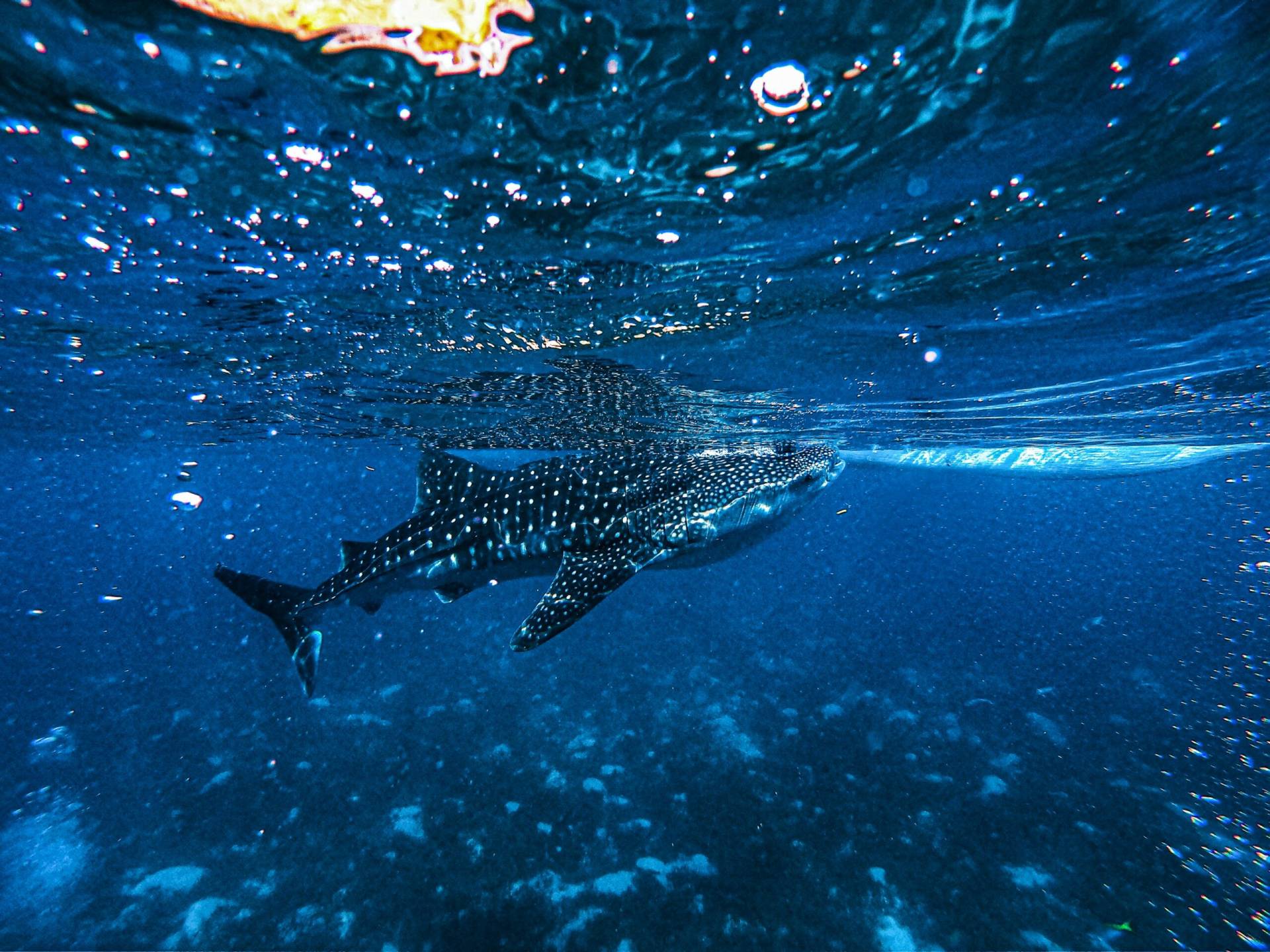 Since 2001, the Wildlife Trust of India has educated fishing communities about whale sharks, once hunted for oil and meat. Fishers are trained in safe disentanglement and provided compensation for damaged nets. More than a thousand whale sharks have been freed from entanglements off India’s west coast.