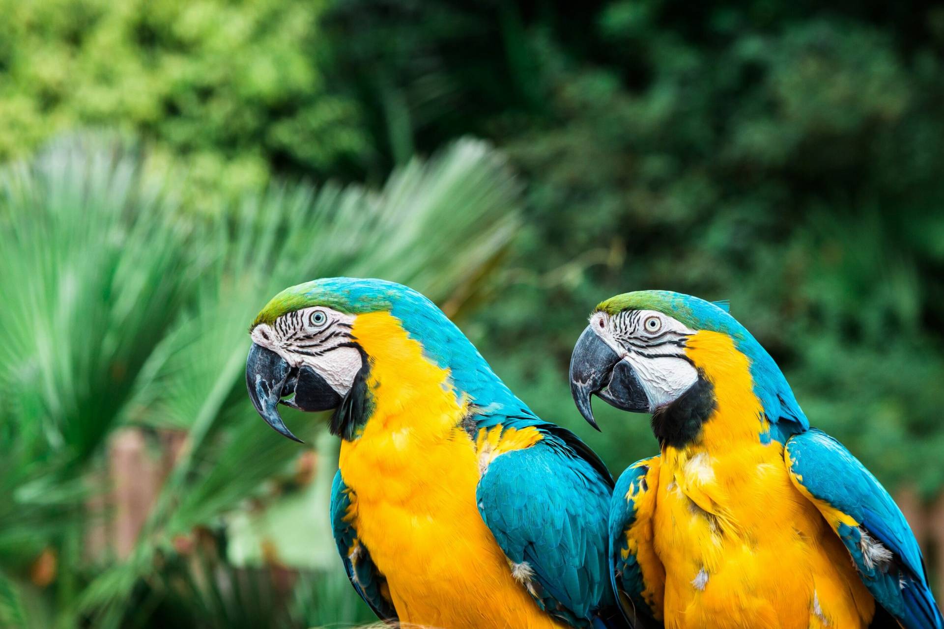 After 200 years, blue-and-yellow macaws are flying again over Rio de Janeiro’s Tijuca National Park. Four rescued birds have already been released as part of Brazil’s wider rewilding effort, restoring seed dispersal and ecological balance in one of the world’s largest urban forests.