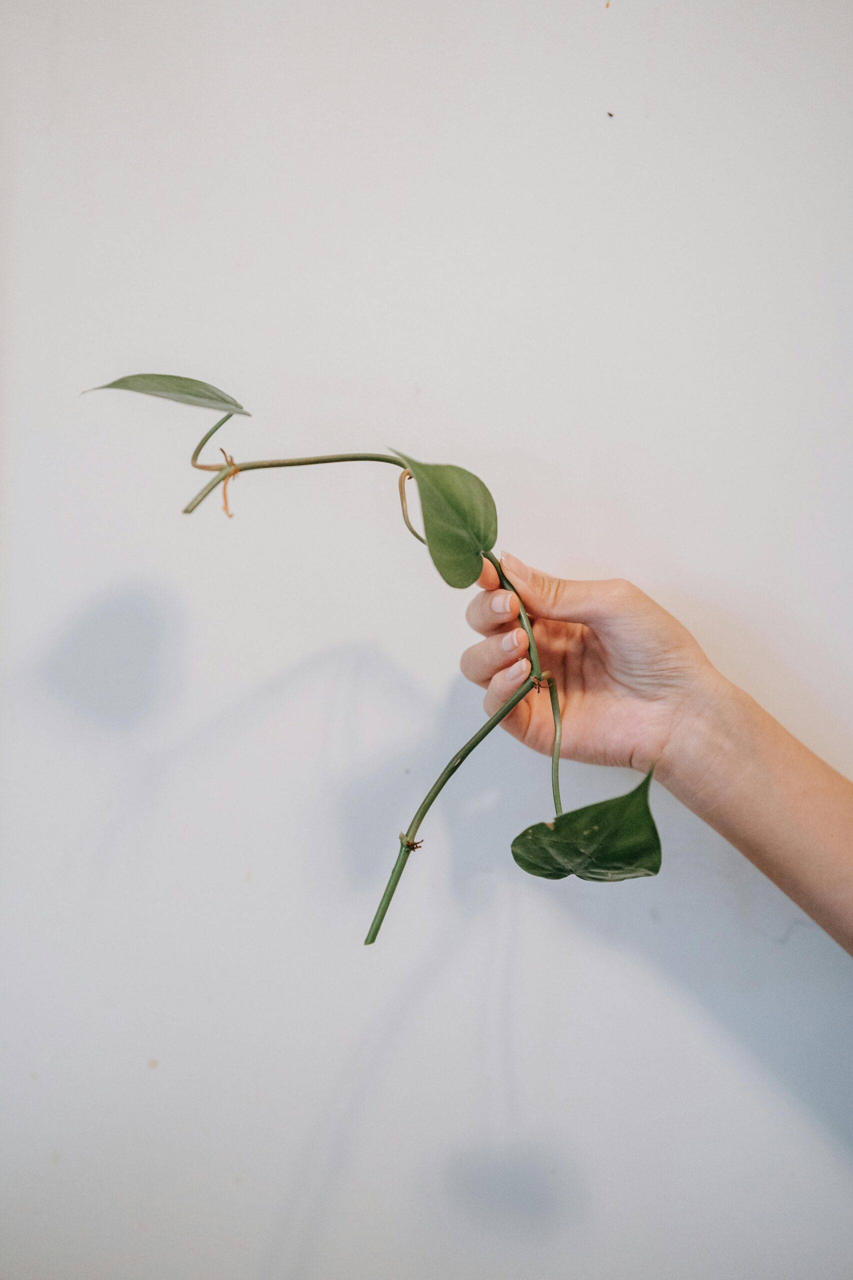 In the Nihonbashi district, the Soil hotel is revitalizing Tokyo’s urban landscape by covering its exterior with plants donated by the community. These orchids and palms are descendants of neighborhood greenery, some passed on for decades, creating a lasting biological link between travelers and residents.