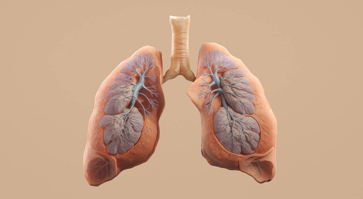 Scientists developed a single standardized method to grow 3D airway organoids — miniature respiratory organs — from tissue samples of 10 different wildlife species, including red pandas and Goeldi's monkeys. The results accurately matched known real-world influenza infection patterns, with no live animals